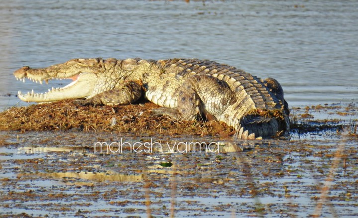 crocodile