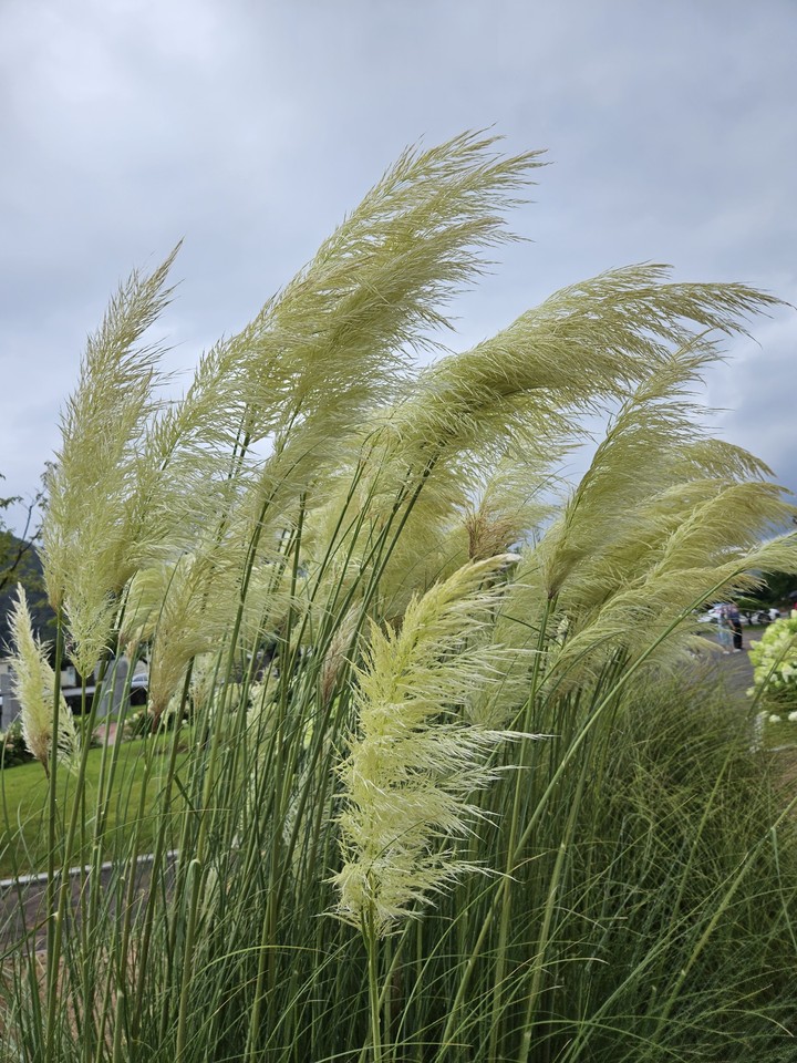 тапети sedges, prairie