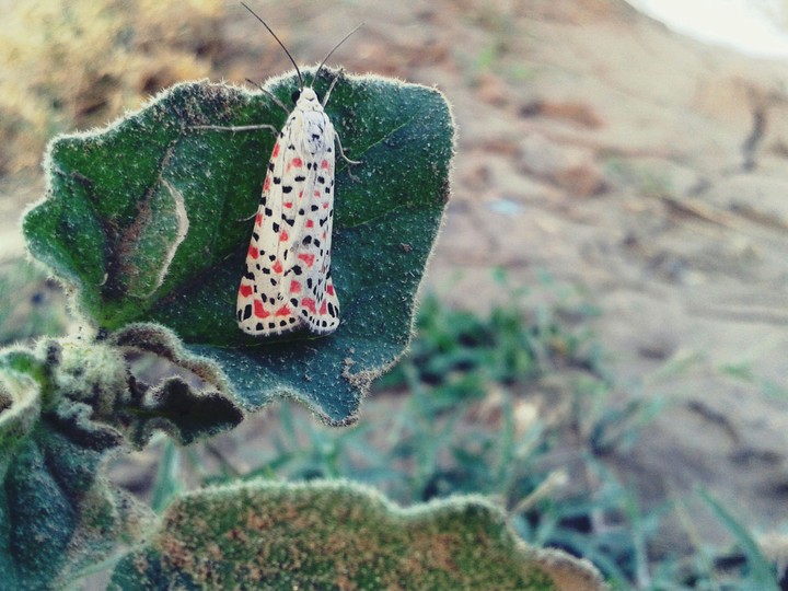 colourful dotted insect