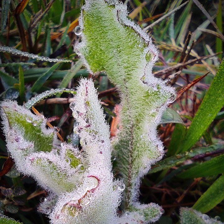 MACRO