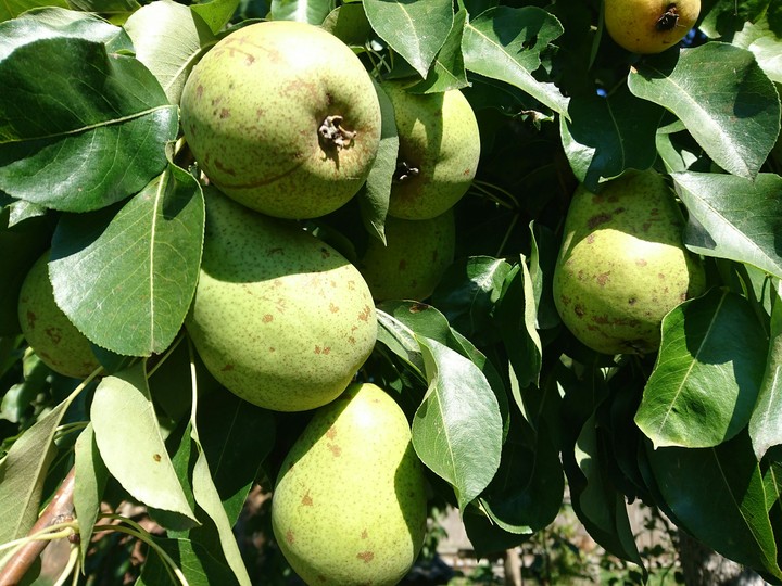 pears