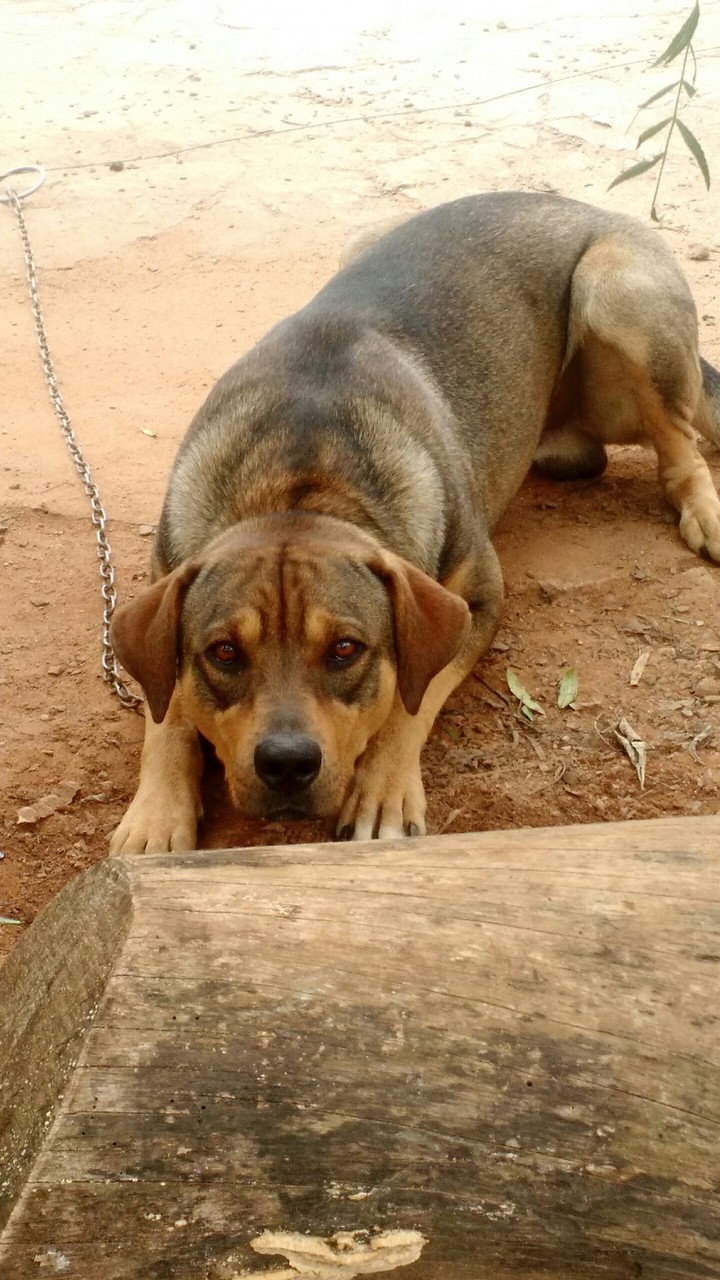 dog