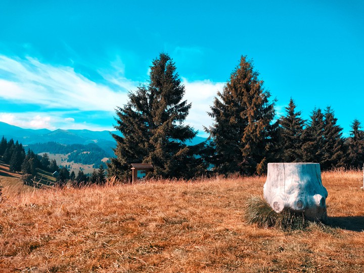 Hills and trees