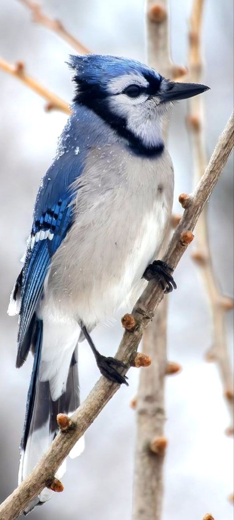 bird, feather wallpapers