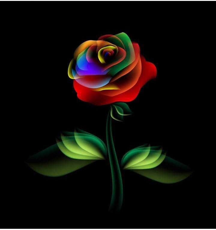 lovely rose