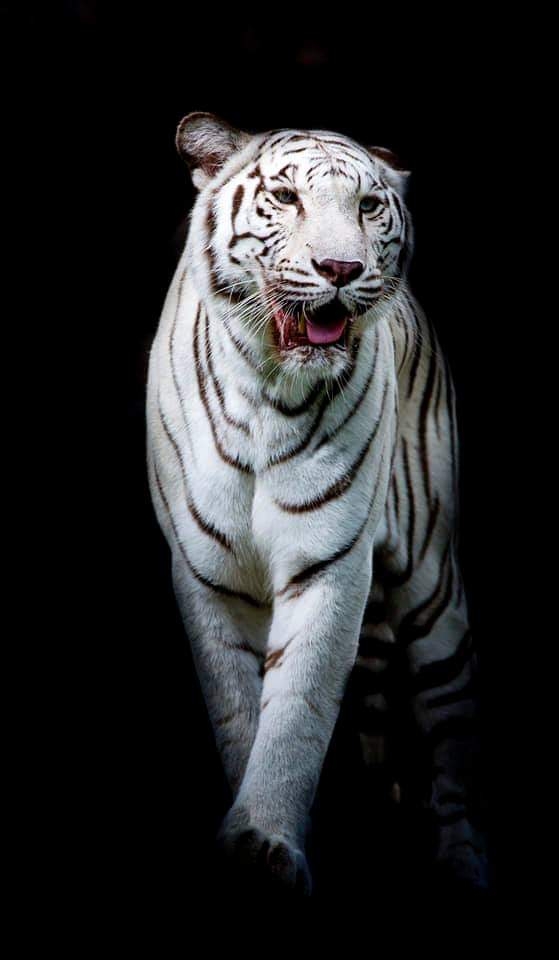 tiger نمر