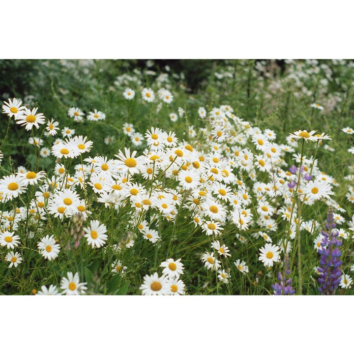 summer flowers