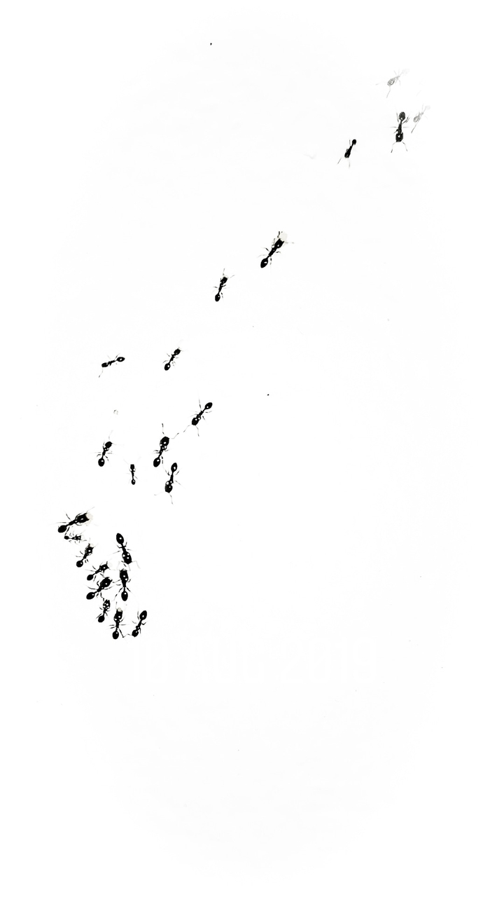 ants on task