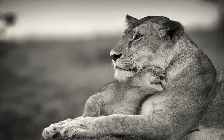 lion cub