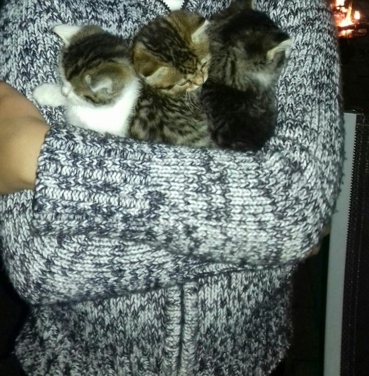 Katze