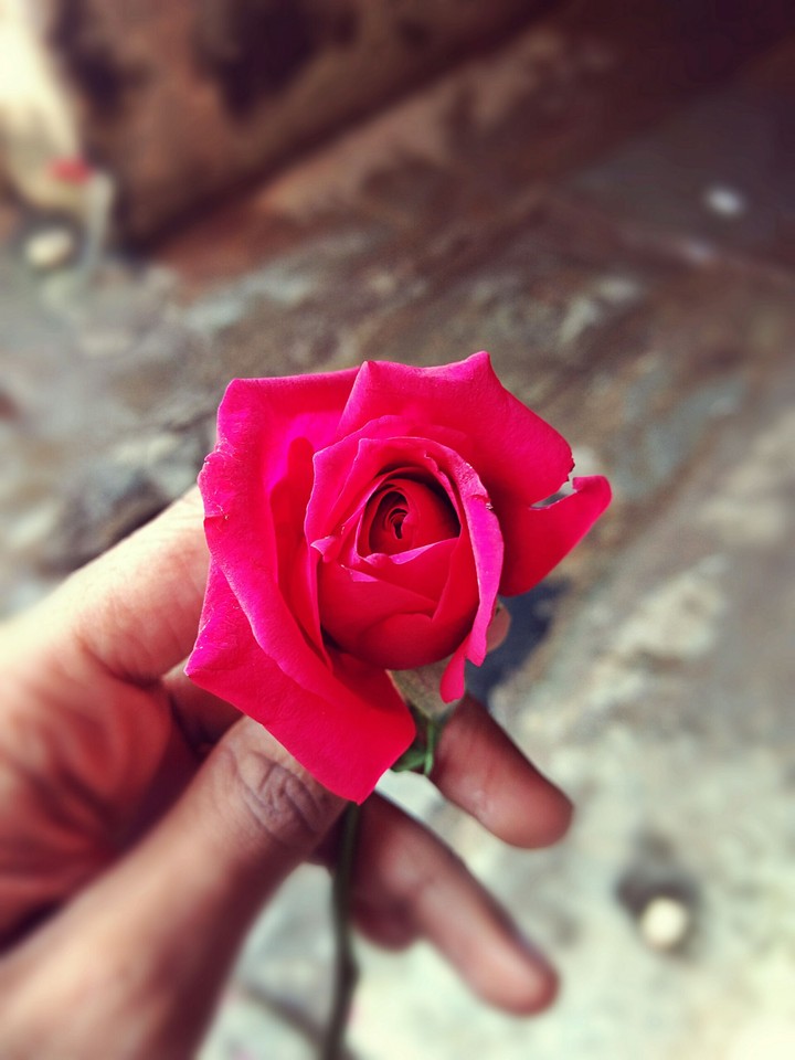 red rose
