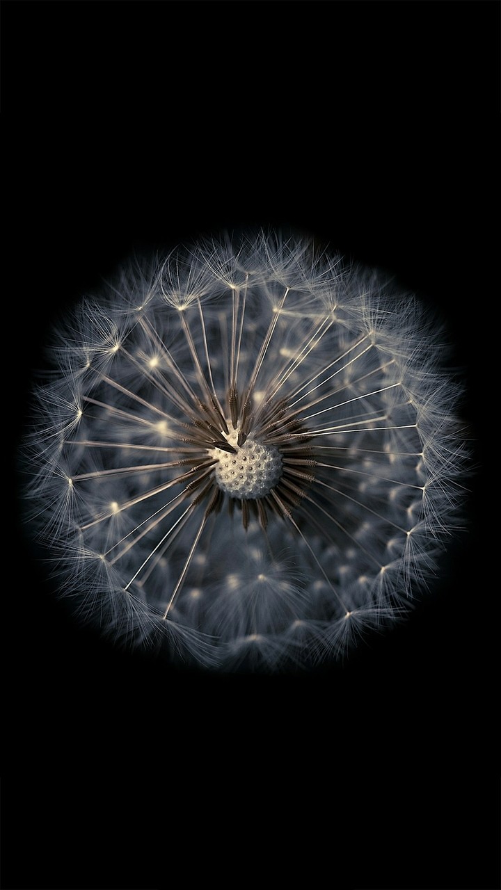 #flower#nature