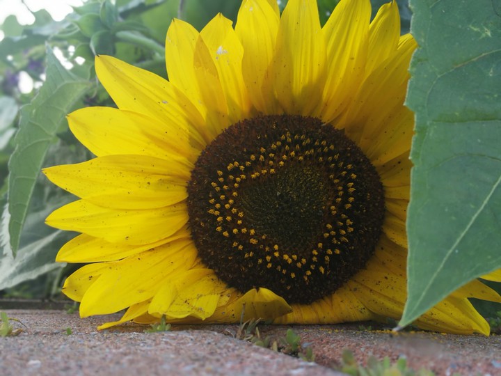 hear sunflower