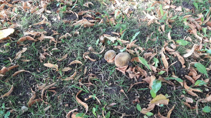 mushrooms