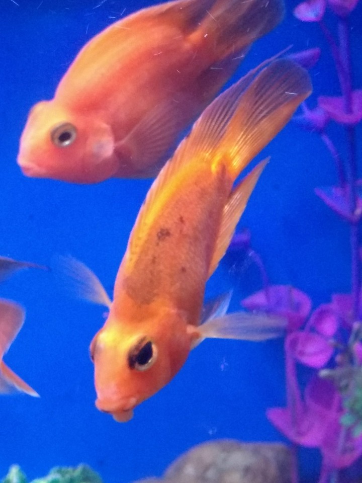 Sarcastic fish