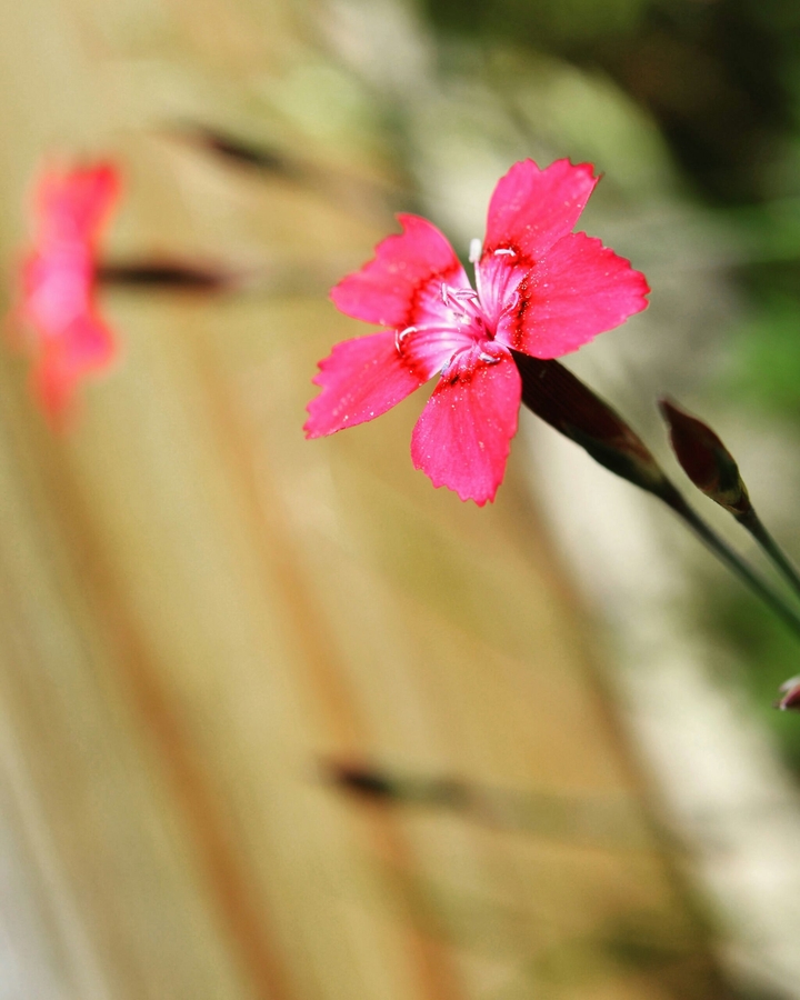 Red and tiny