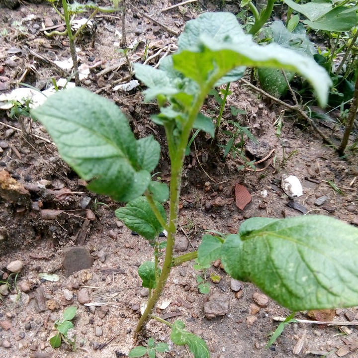 """""" My Cultivation Of Home Garden""" Pototes""