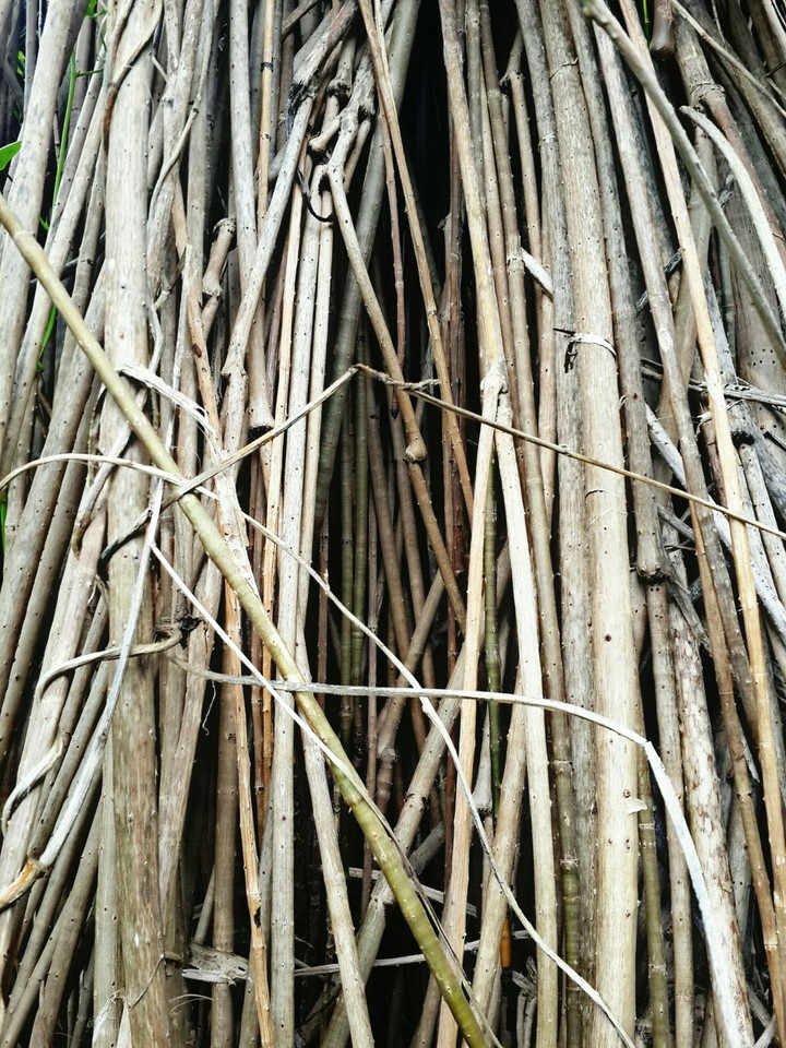 roots