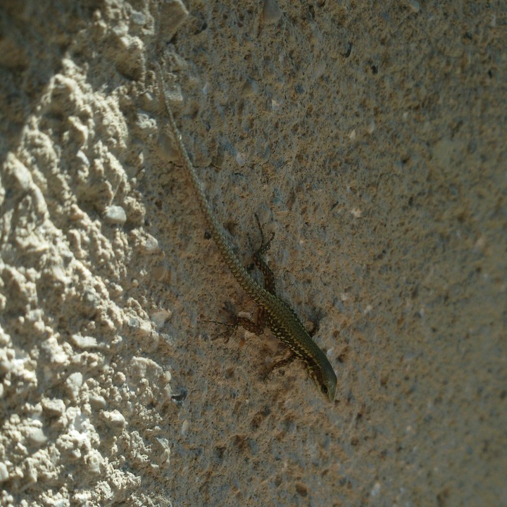 A little lizard