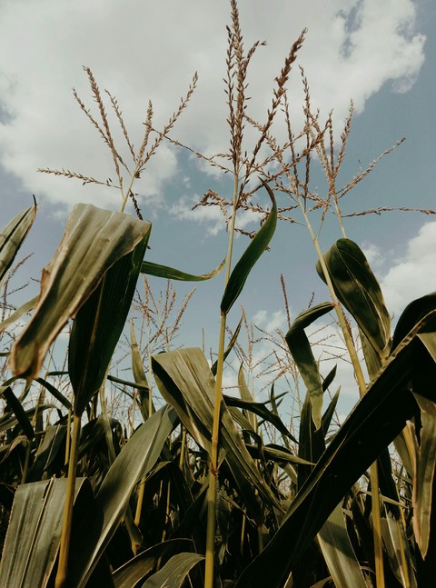 ταπετσαρίες agriculture, grass