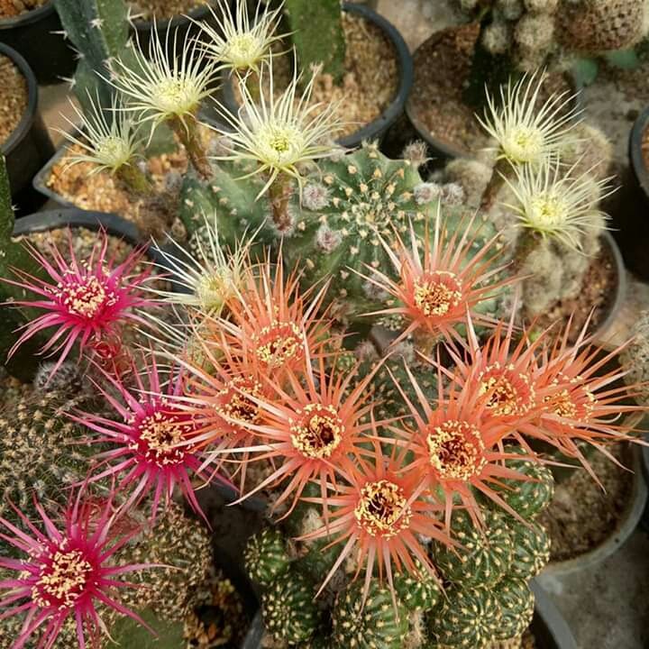 Cactus