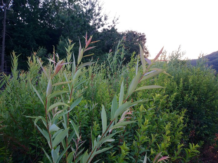 grass