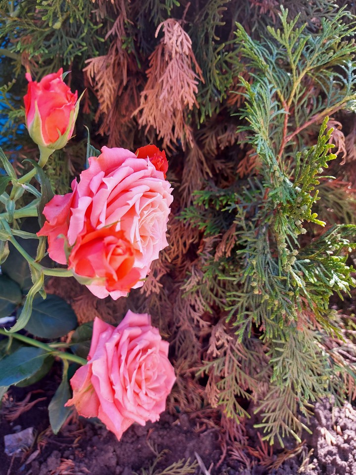 flowers