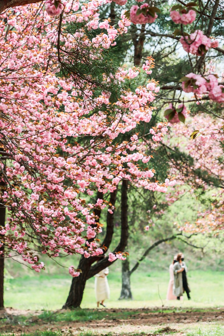 Spring in Gyeongju, Korea