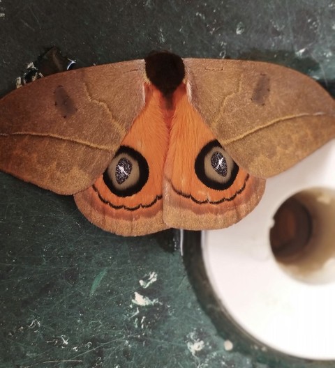 רקעים snout, pollinator