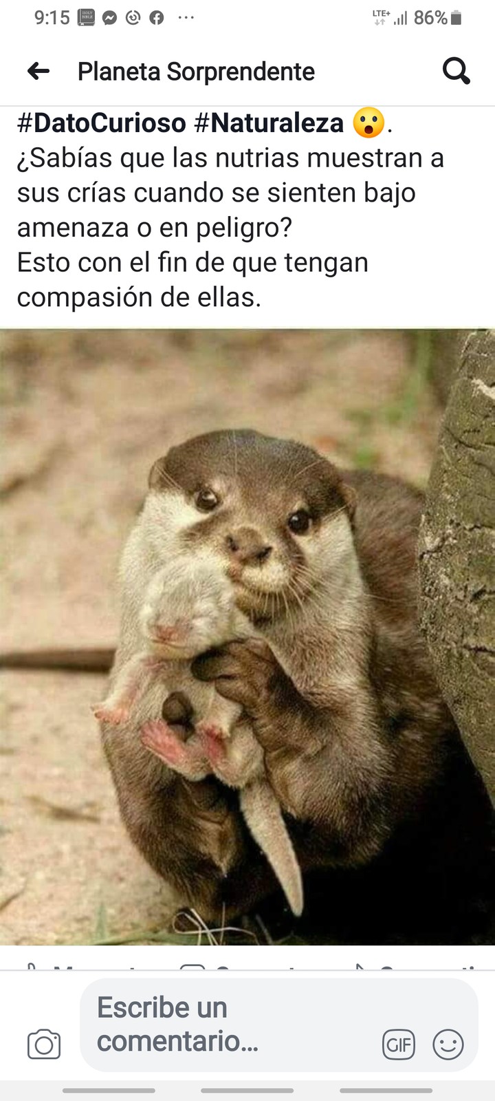 Nutria