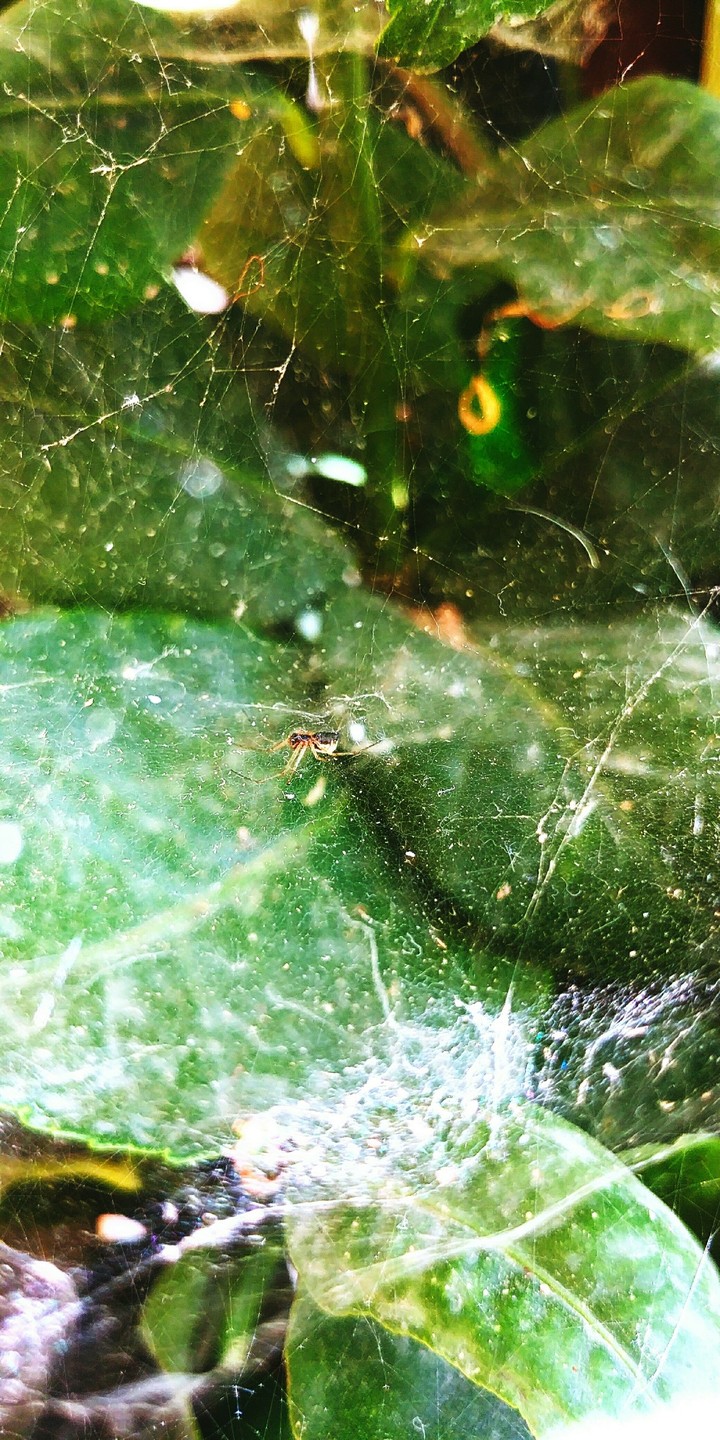 The Spiders Work!
