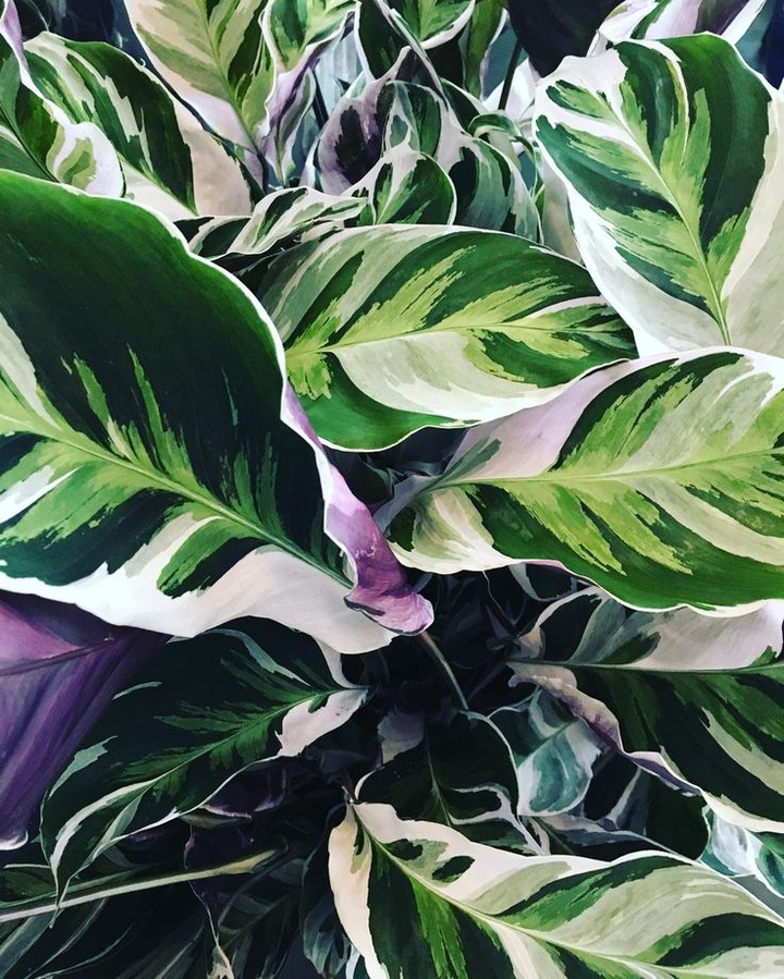 Calatheas