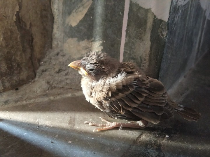 bird