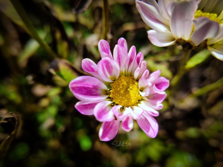 close up shot of beautiful flower