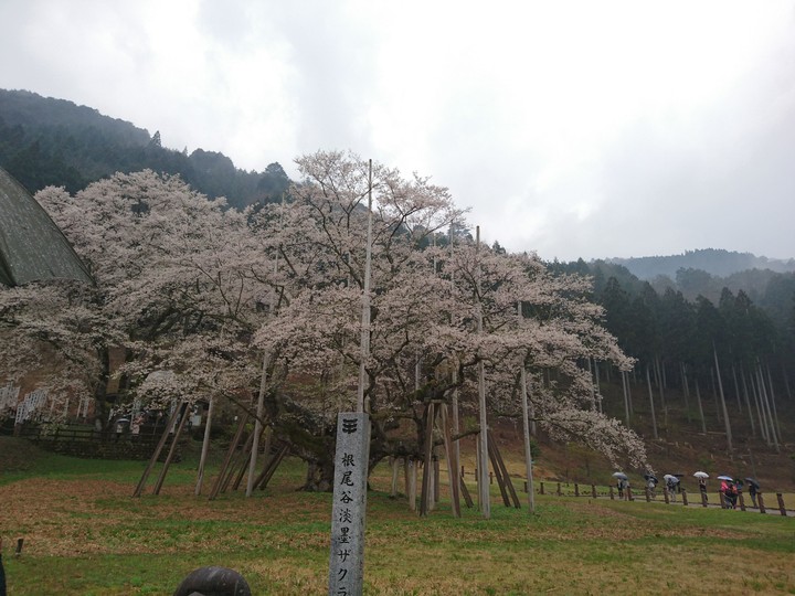 薄墨桜