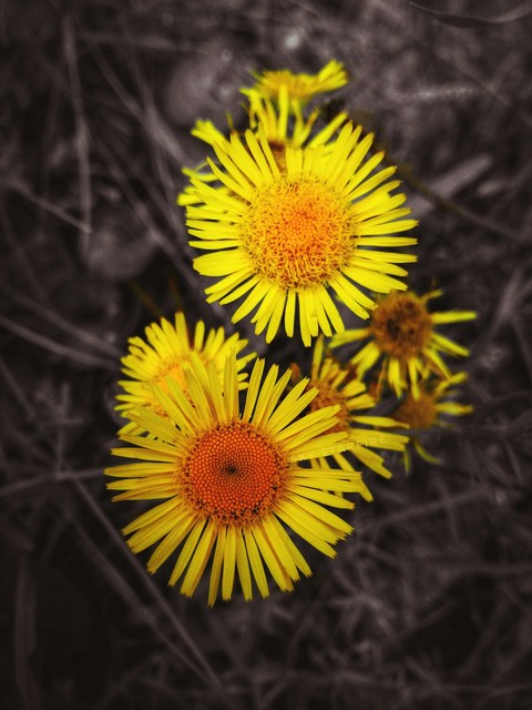 Yellow