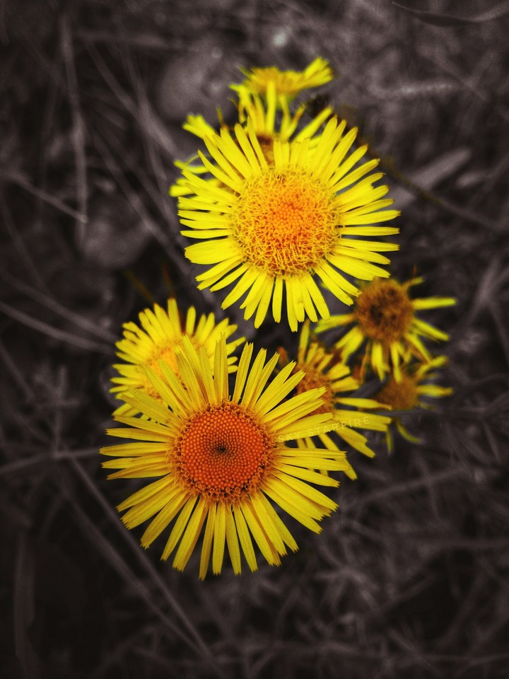 Yellow