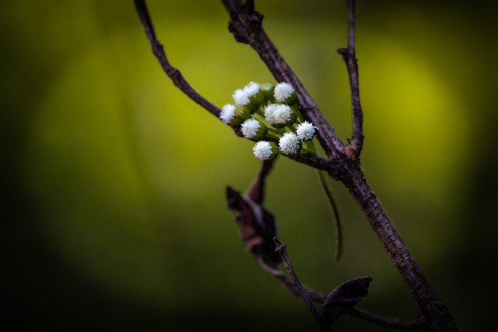 SMALL FLOWERS