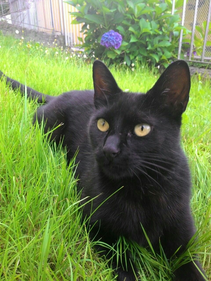 Micio Biagio