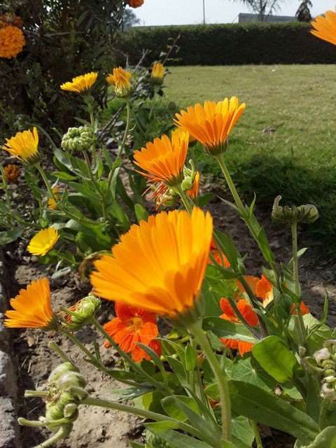 flower, herb वॉलपेपर