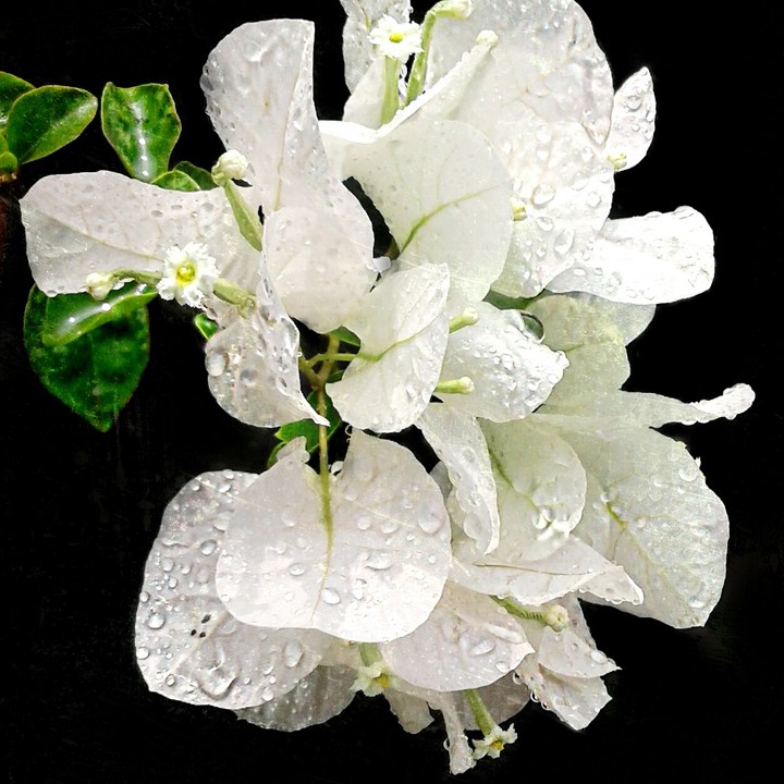 bougainvillea flower