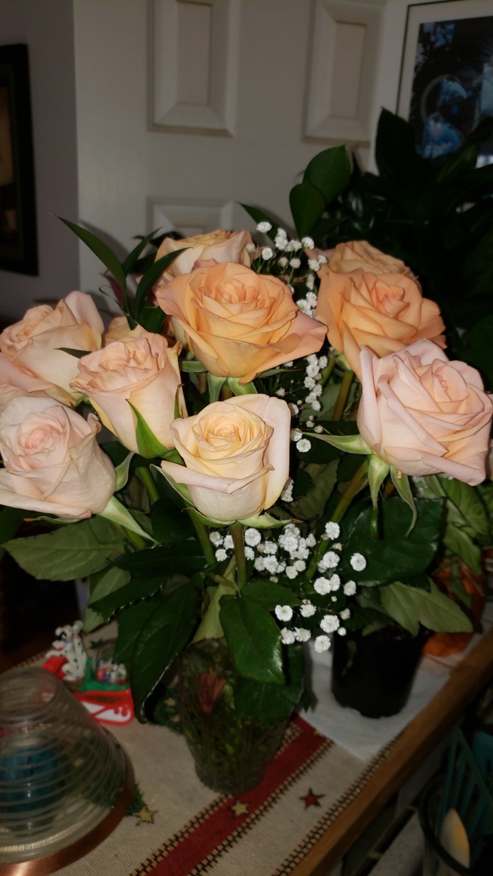 roses flowers