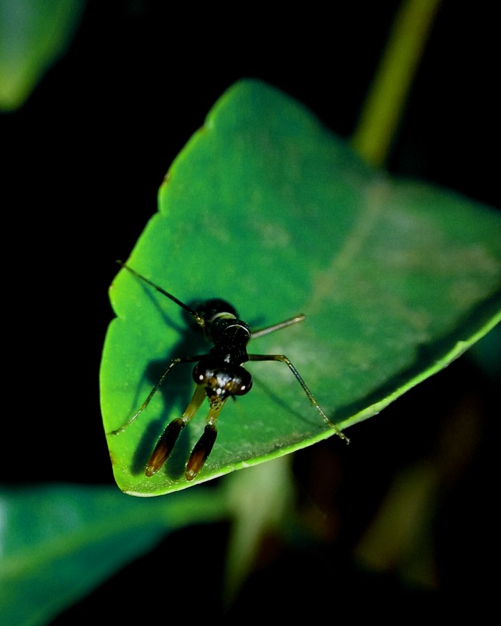 ant