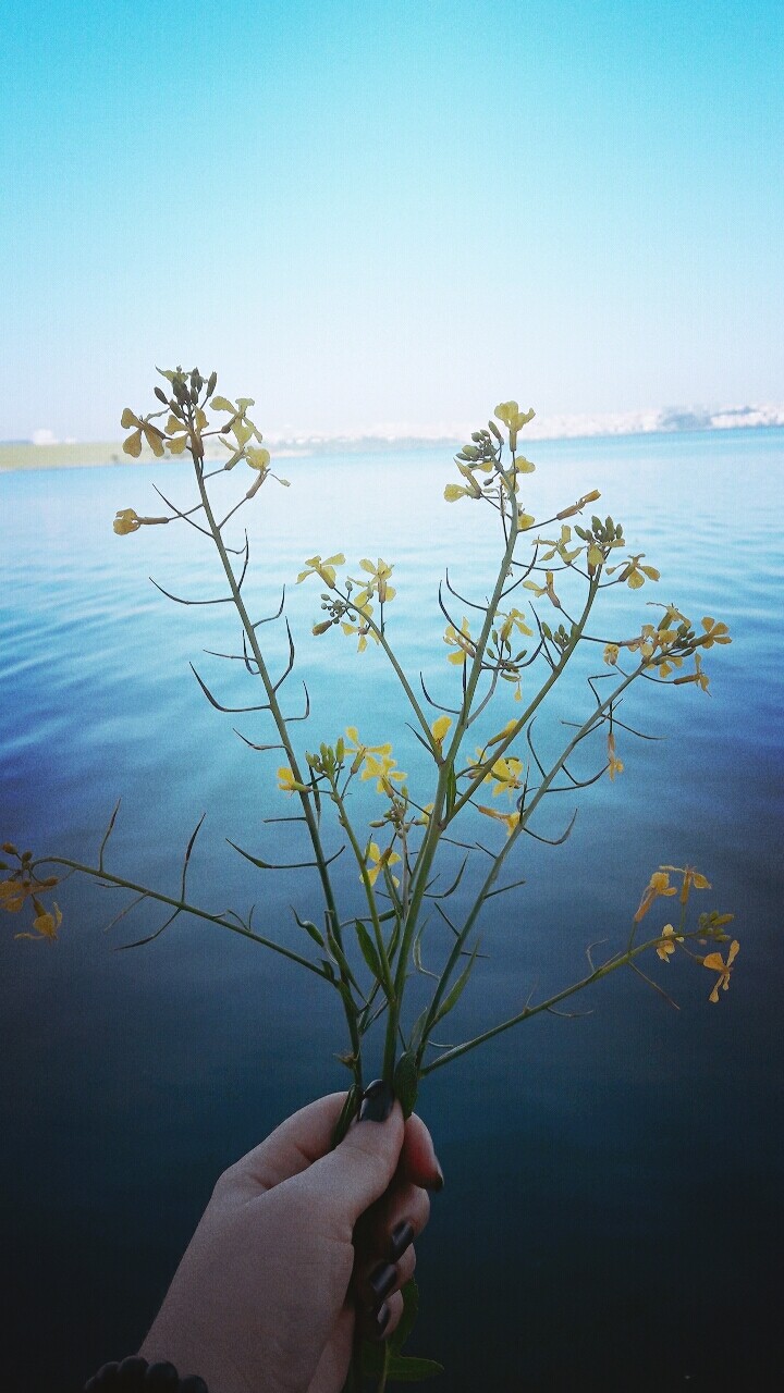 sea and flower