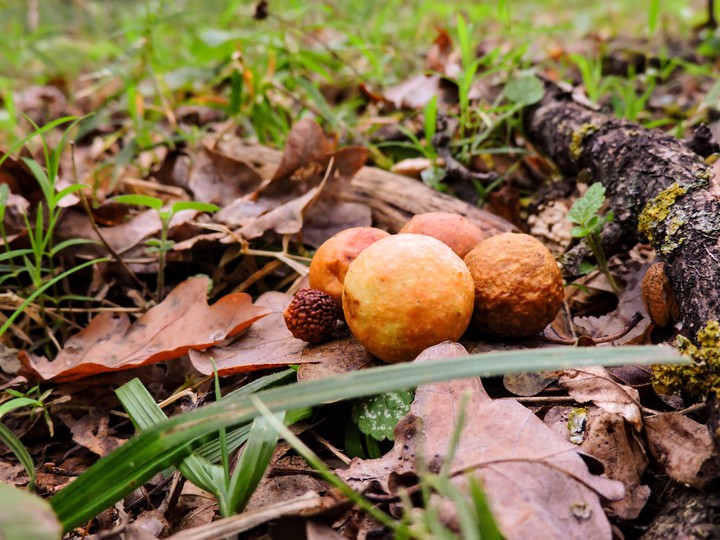 acorn
