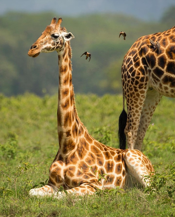 giraffes