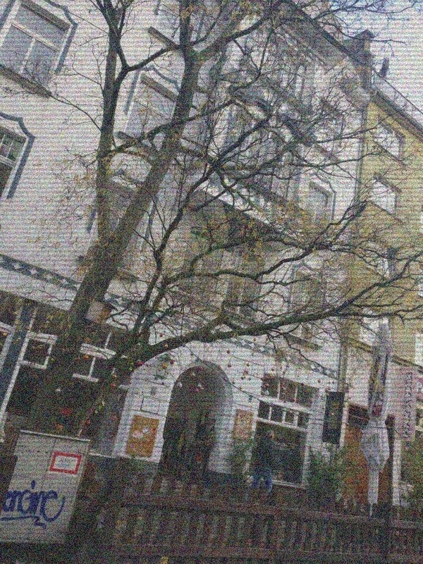 chrsitmastrees