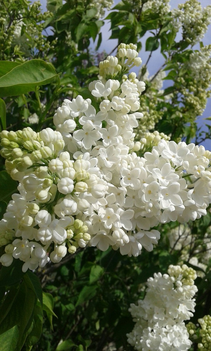 White lilac