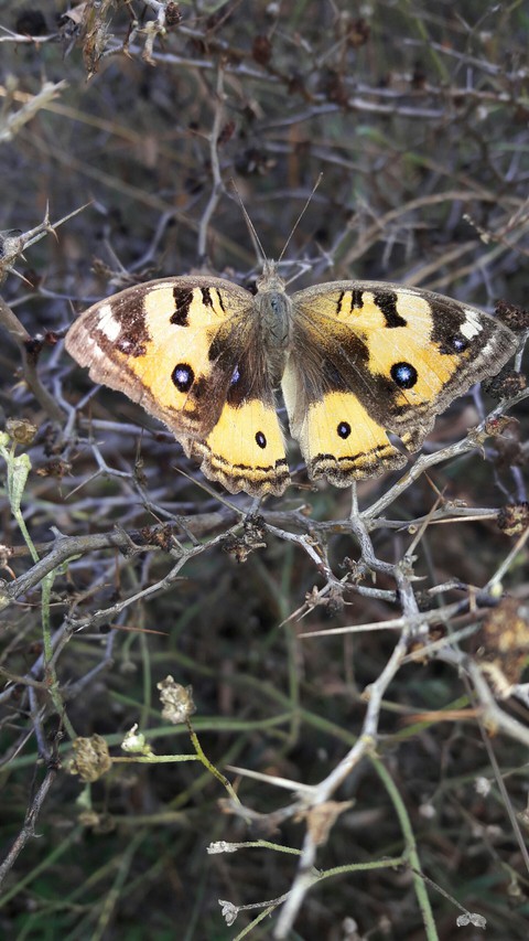 butterfly