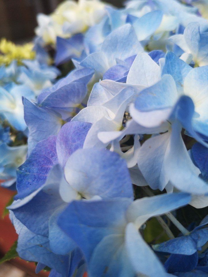 Just a flower in my garden ?